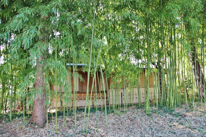 bambous-mylittleroad