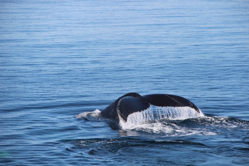baleines-provincetown