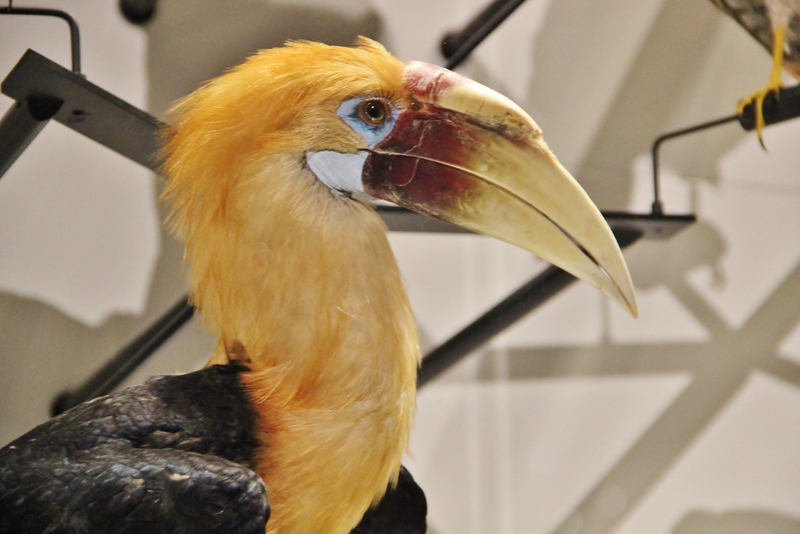 toucan-musee-confluence-mylittleroad