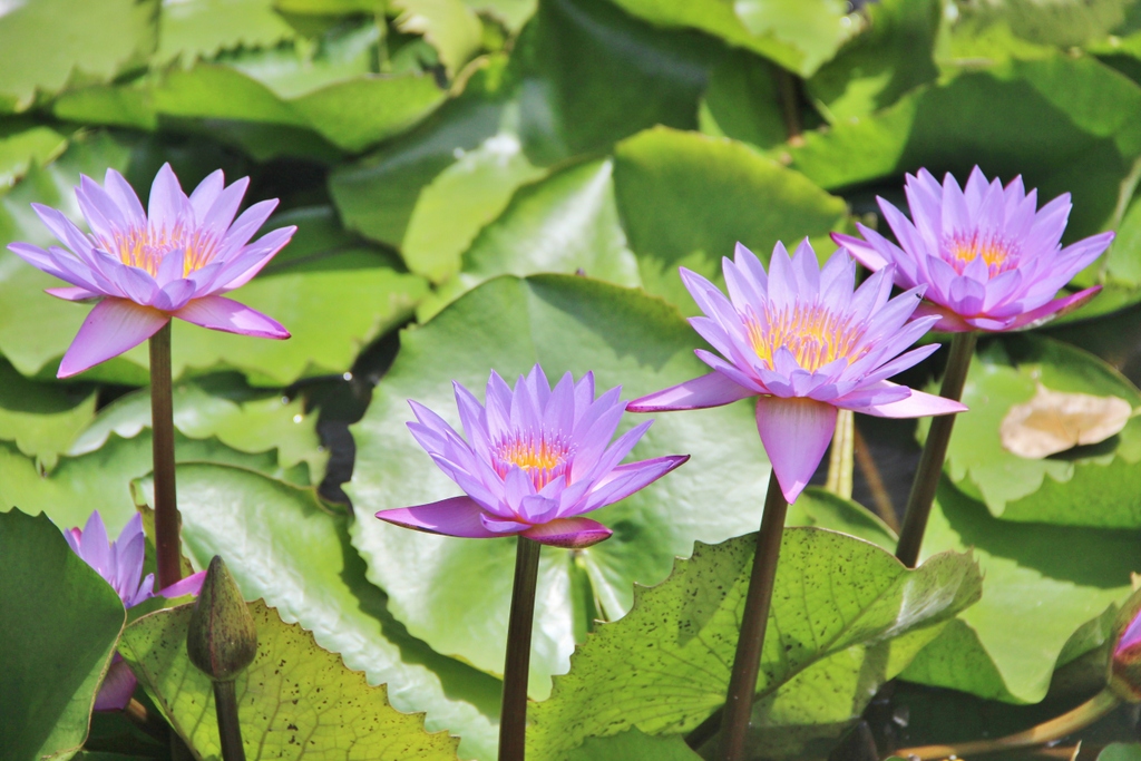 fleur-lotus-dambulla
