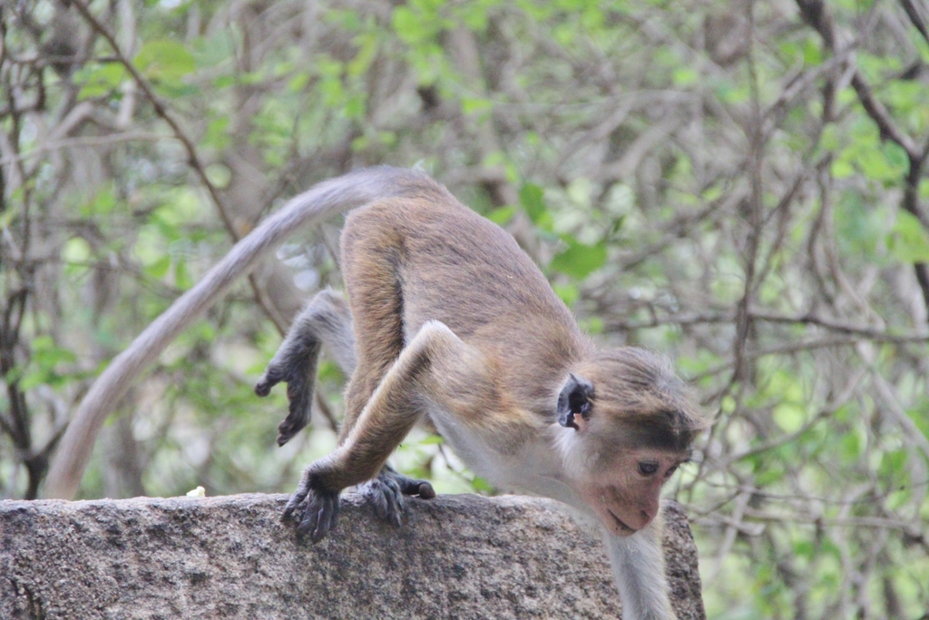 singe-sautant-dambulla