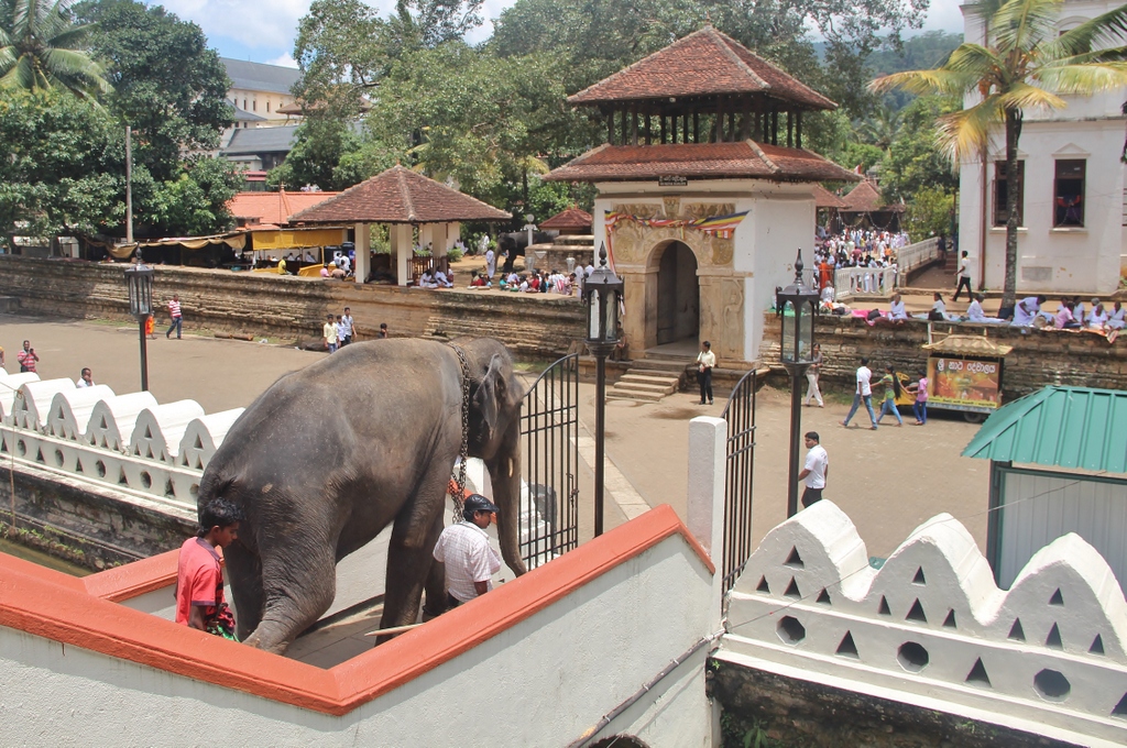 elephant-escalier-kandy-sri-lanka