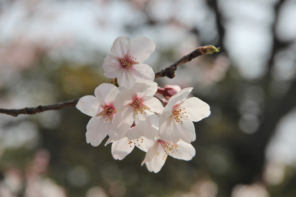 sakura-photo-mois