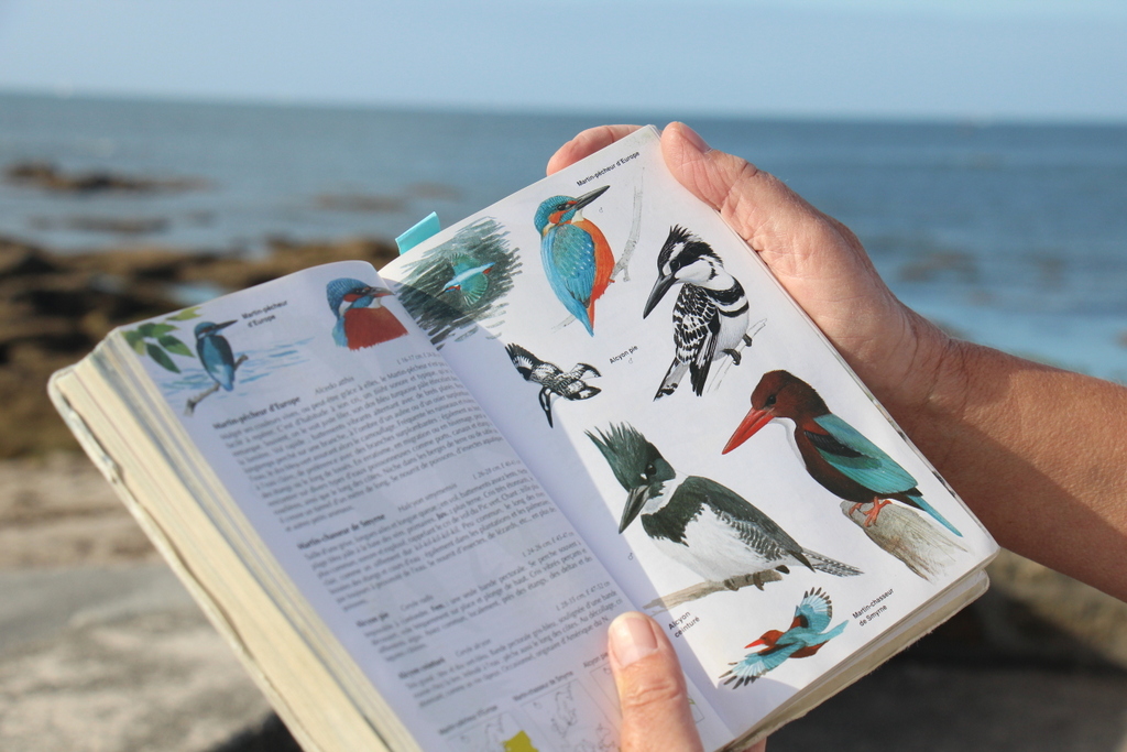 livre-oiseaux-observation-fouesnant-mylittleroad