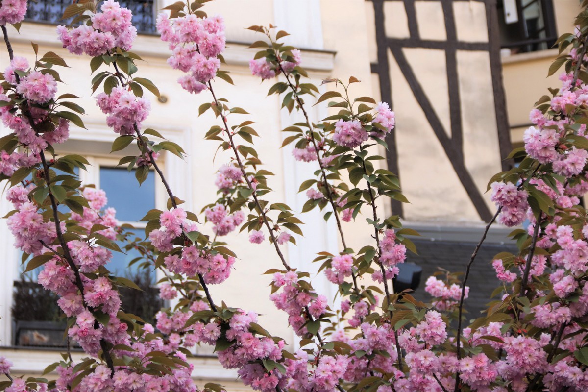 Quelles différences entre ces cerisiers à fleur ? – La Bambouseraie de Paris