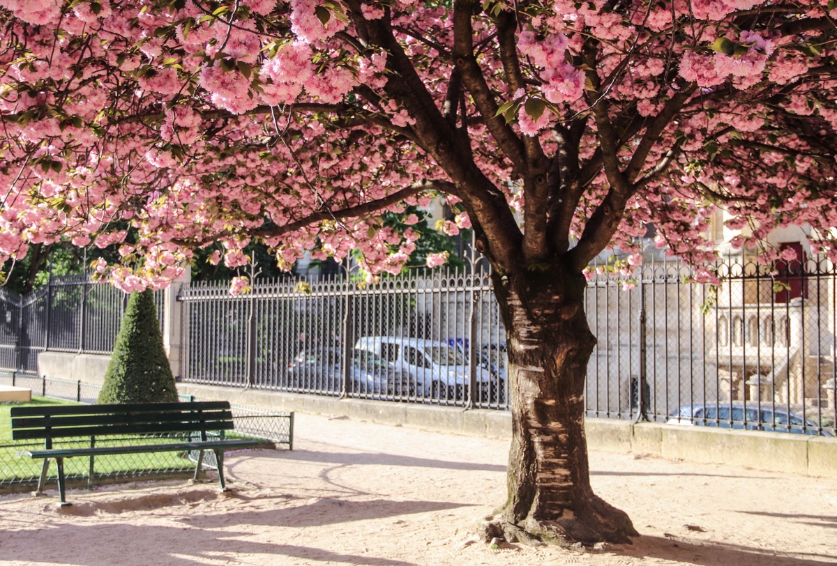 Quelles différences entre ces cerisiers à fleur ? – La Bambouseraie de Paris