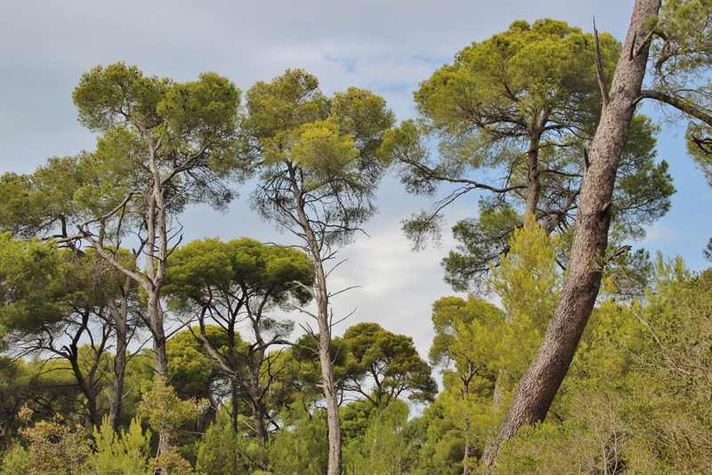 foretilemargueritemylittleroad My Little Road