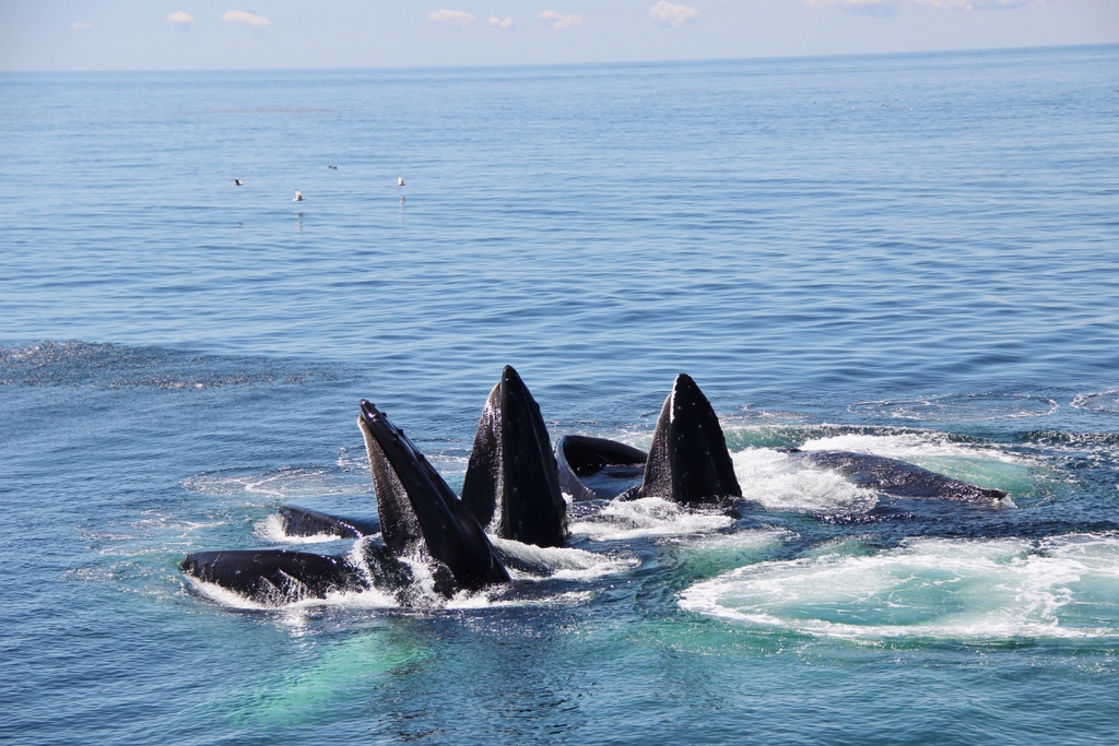 baleines-provincetown-mylittleroad