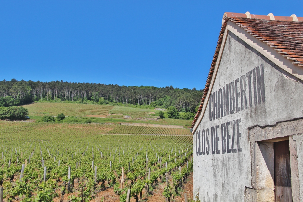 maison-vignes-vin-burgundia