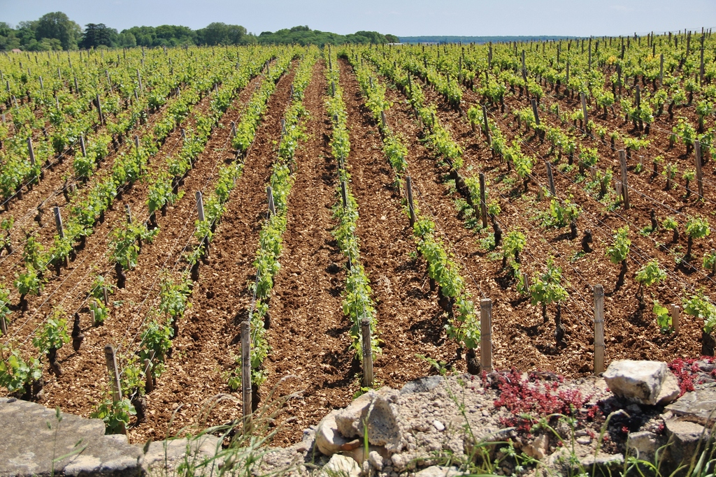 vignes-alignement-paysage-burgundia