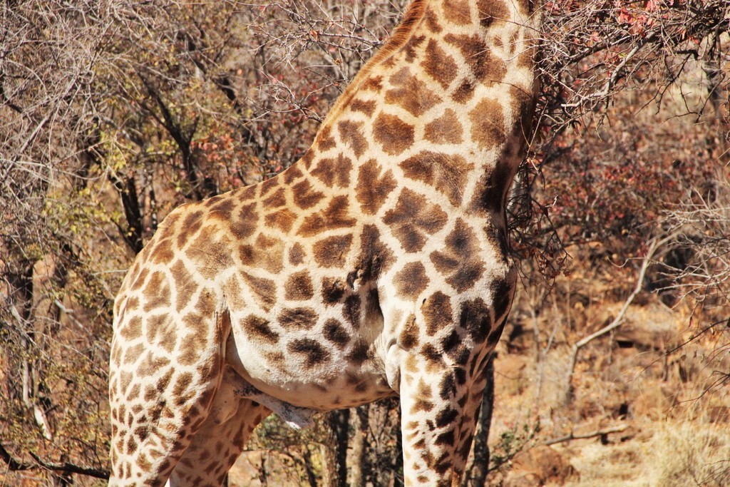 corps-girafe-pilansberg