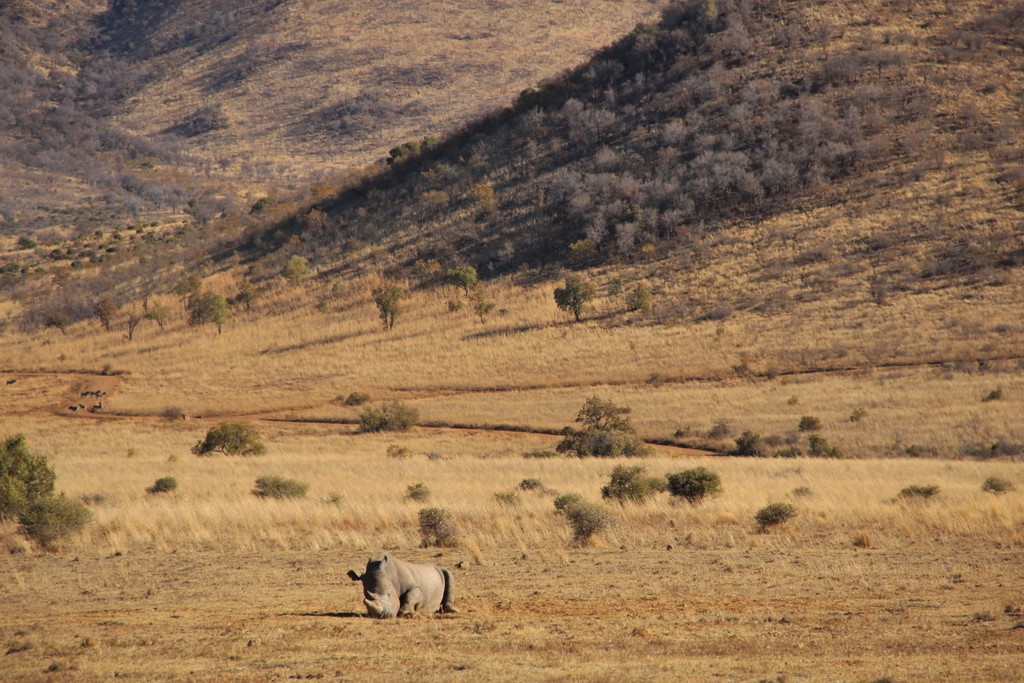 rhinoceros-couche-pilansberg