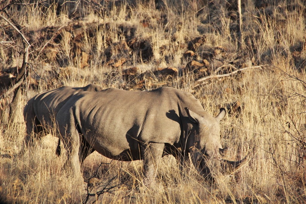 rhinoceros-proche-pilansberg