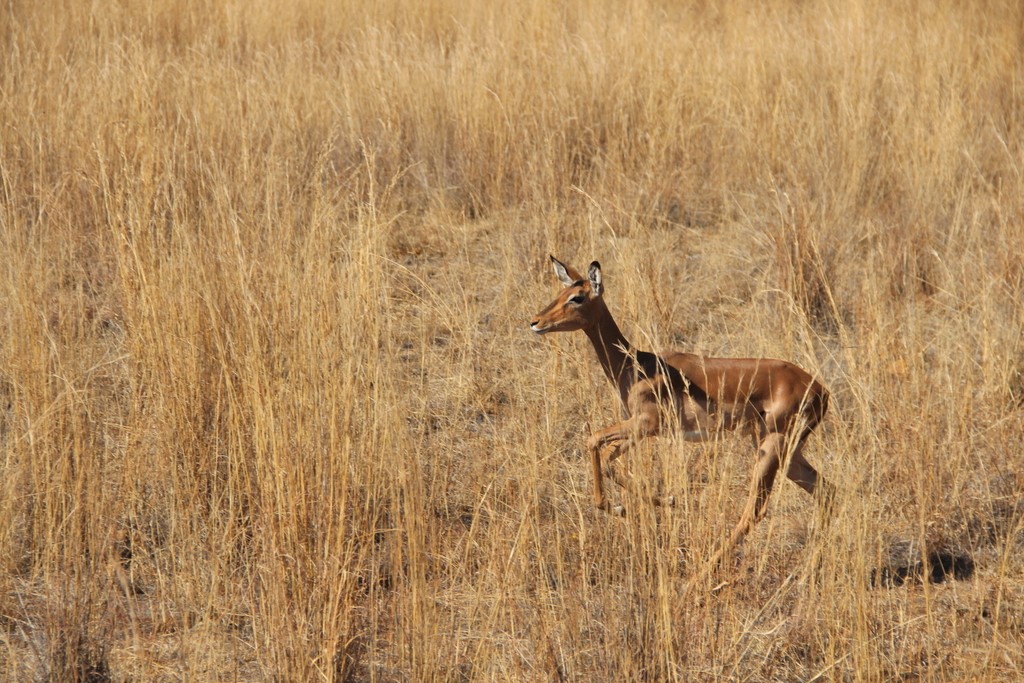 springbok-saute-pilansberg