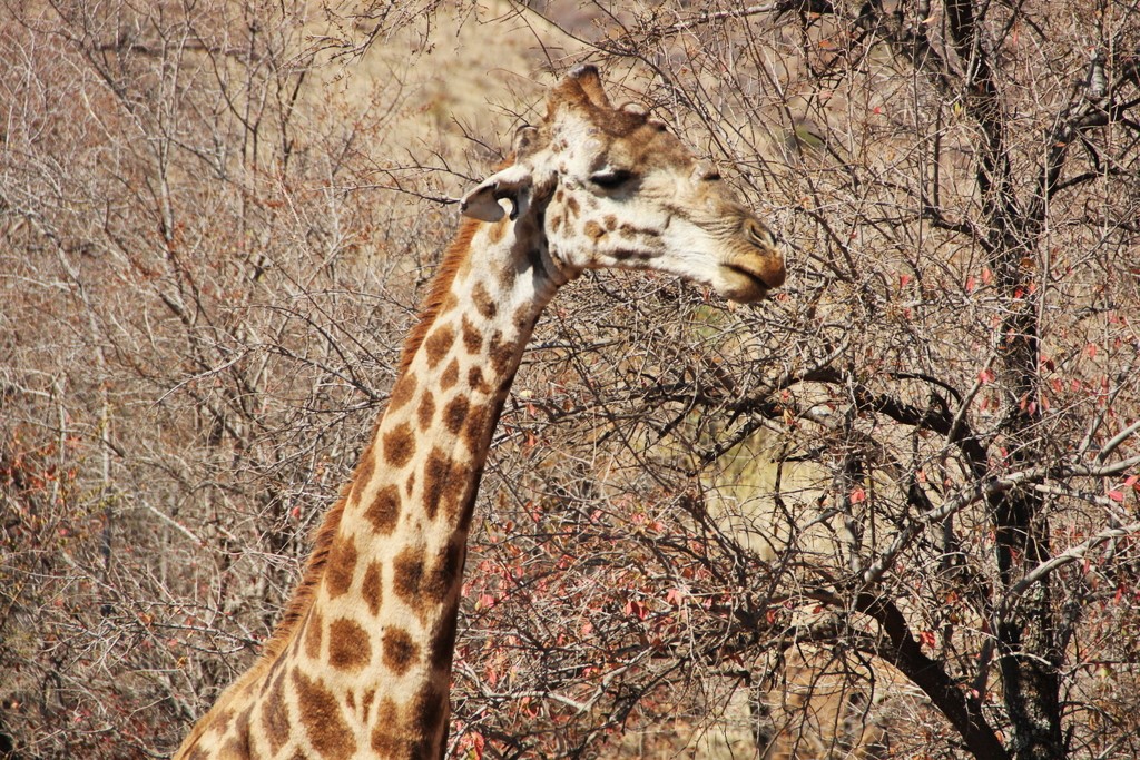 tête-girafe-pilansberg
