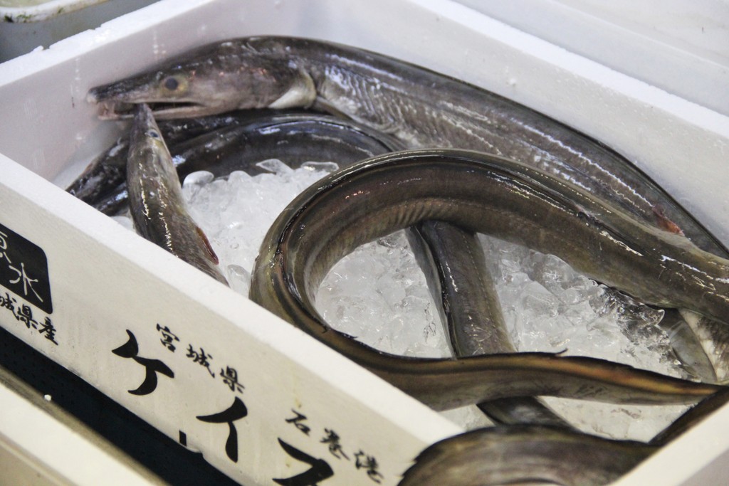 anguille-marche-poisson-tokyo