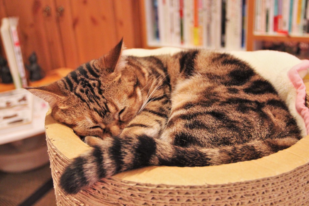 chat-dort-tokyo