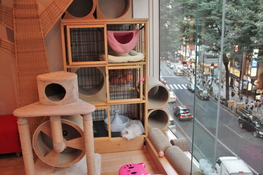 jeux-chat-tokyo