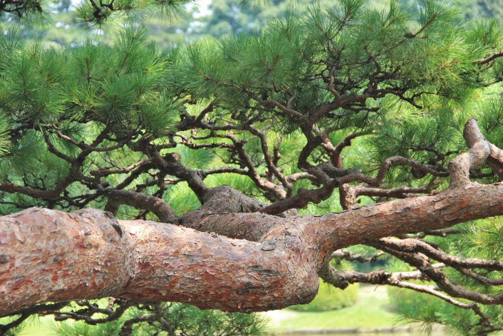 parc-arbre-tokyo
