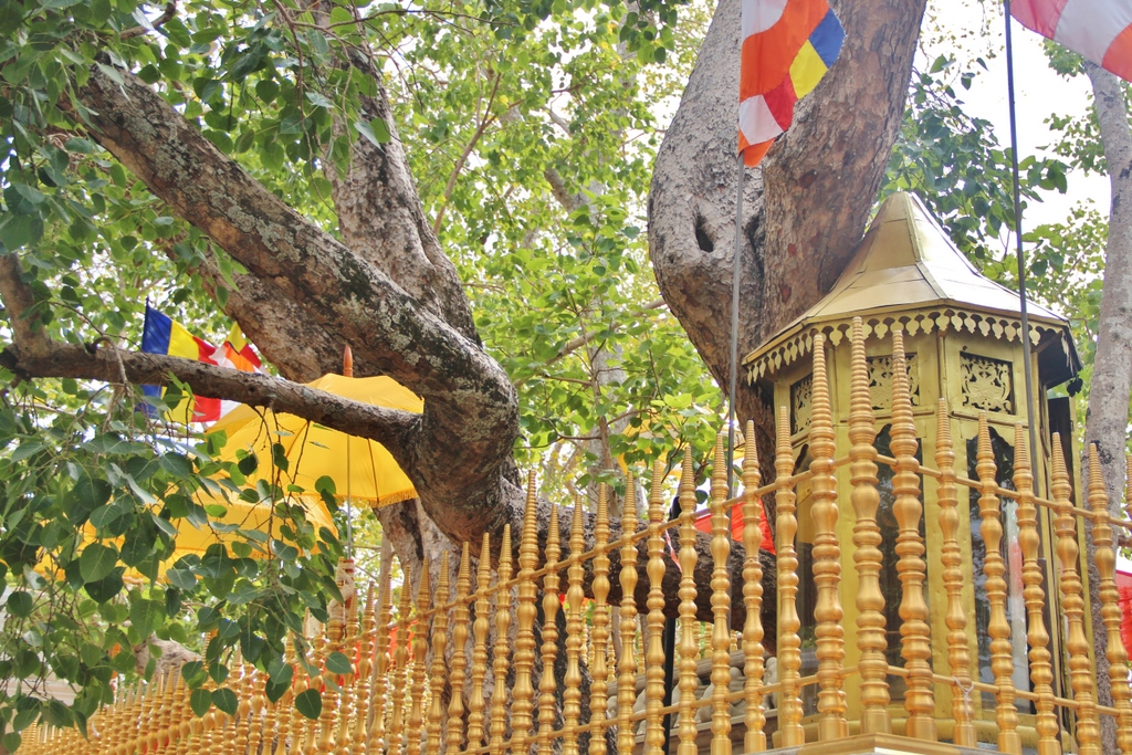 arbre-bouddha-anuradhapura