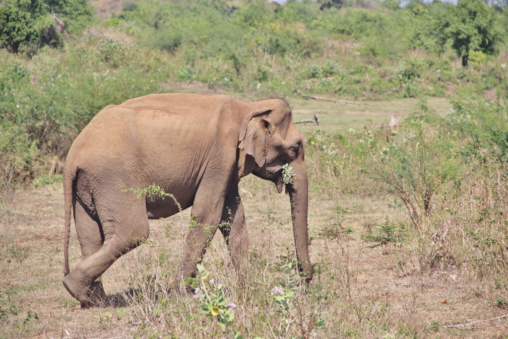 elephant-uda-walawe-sri-lanka