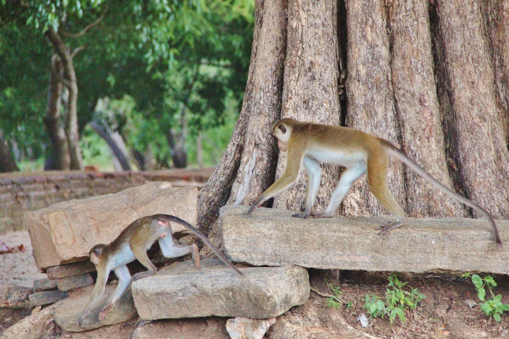 singe-arbre-polonnaruwa