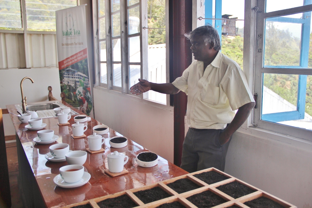 degustation-tea-Ella-Sri-Lanka