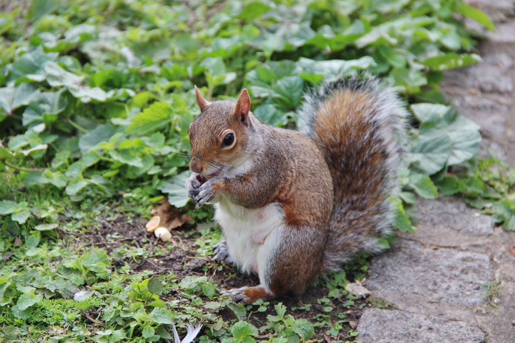 ecureuil-jardin-london