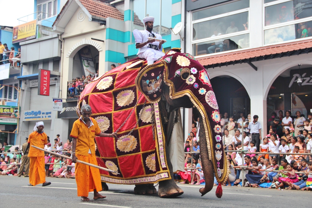 elephant-3-esala-perahera-kandy-sri-lanka