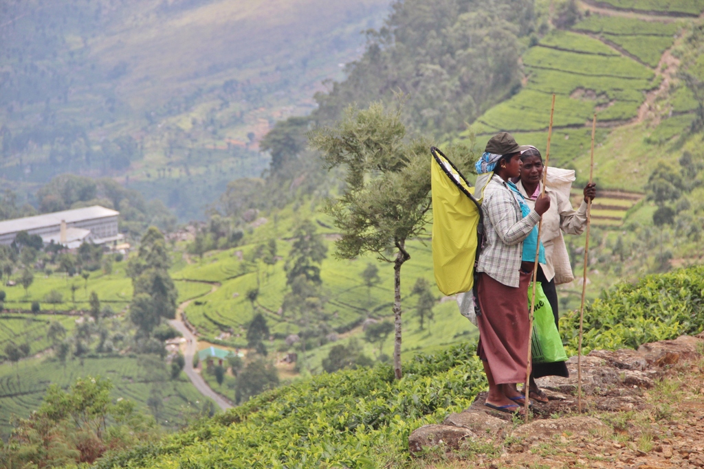 femme-planatation-tea-Ella-Sri-Lanka