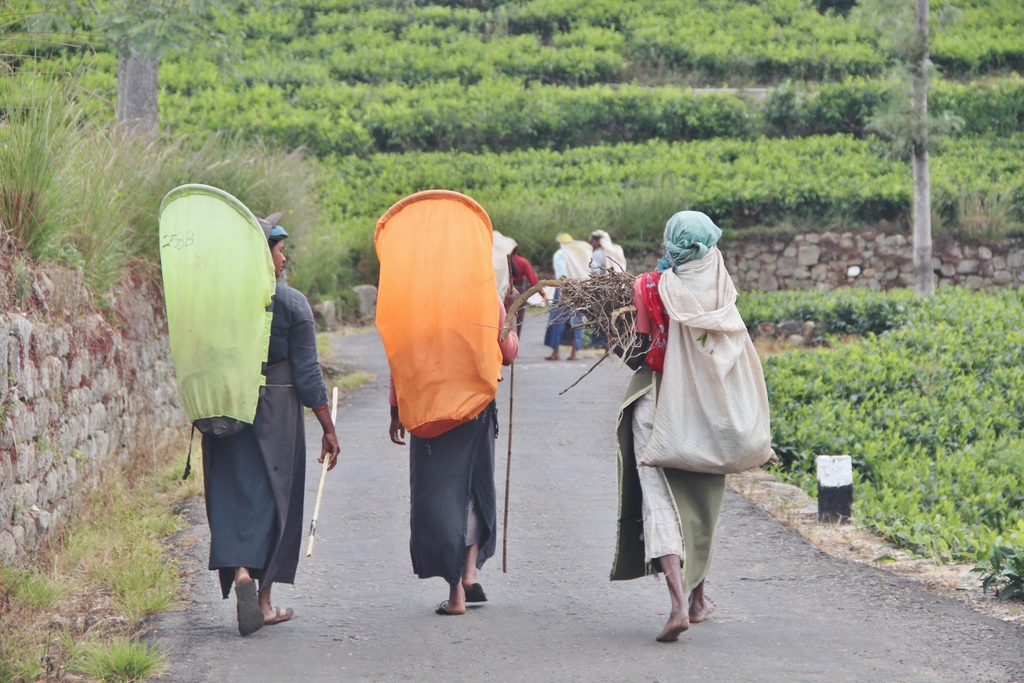 femme-retour-plantation-Ella-Sri-Lanka