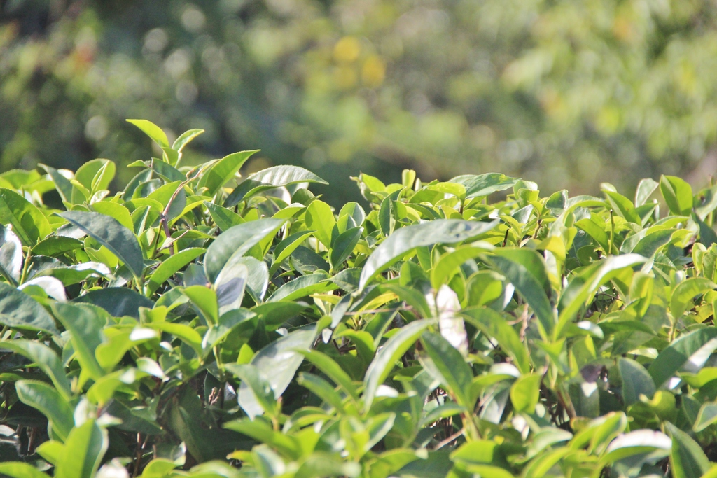 feuille-tea-Ella-Sri-Lanka