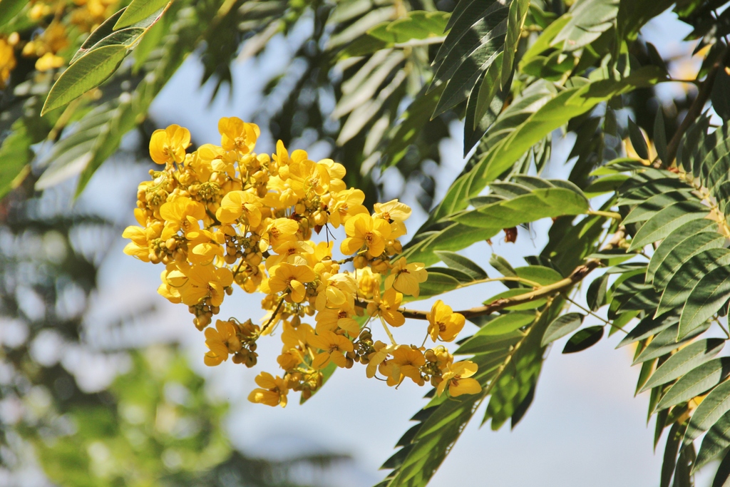 fleur-jaune-Ella-Sri-Lanka
