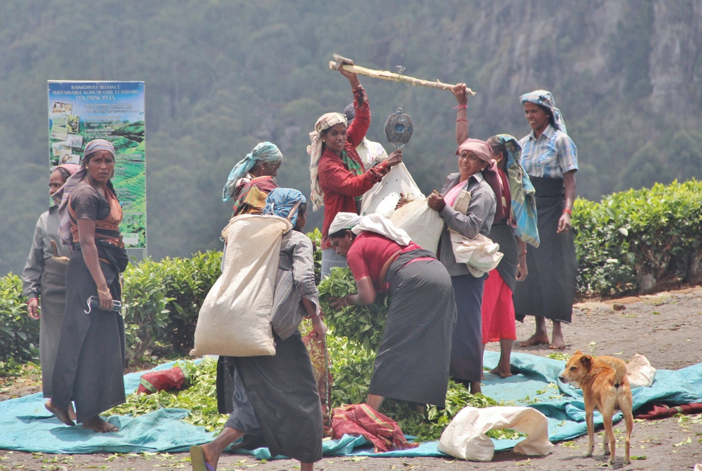 pesee-tea-Ella-Sri-Lanka