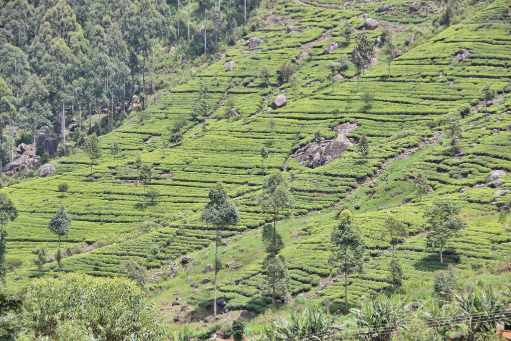 plantation-tea-vert-Ella-Sri-Lanka