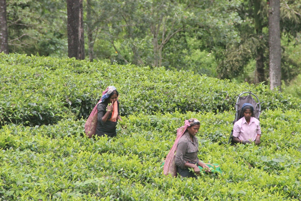 tea-plantation-Ella-Sri-Lanka