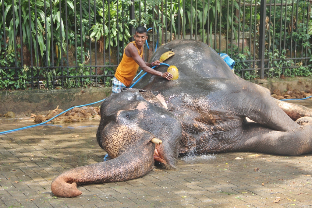 toilette-elephant-kandy-sri-lanka