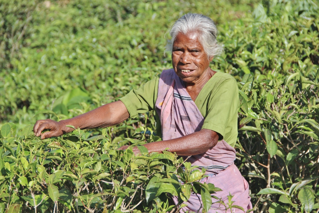 vieille-dame-cueilleuse-Ella-Sri-Lanka