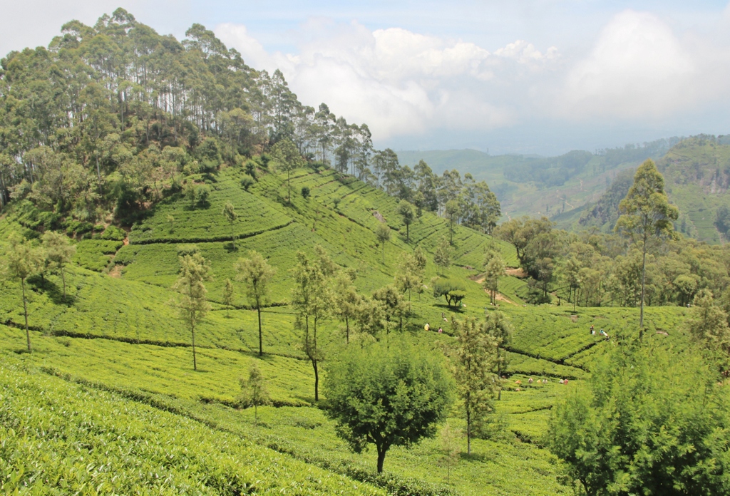 vue-lipton-seat-Ella-Sri-Lanka