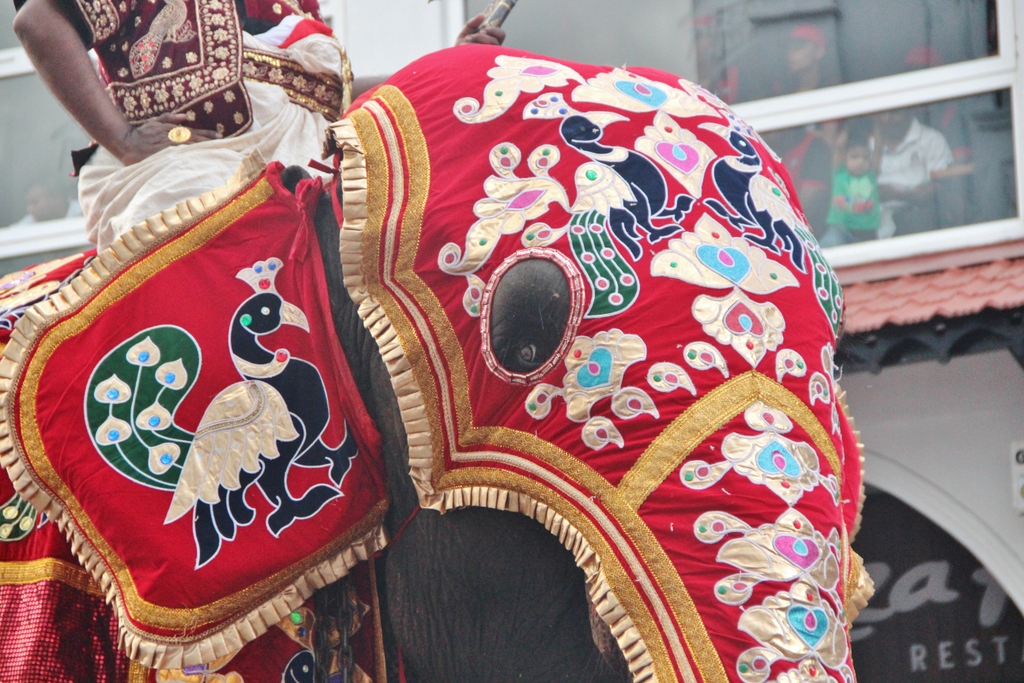 zoom-elephant-rouge-esala-perahera-kandy-sri-lanka