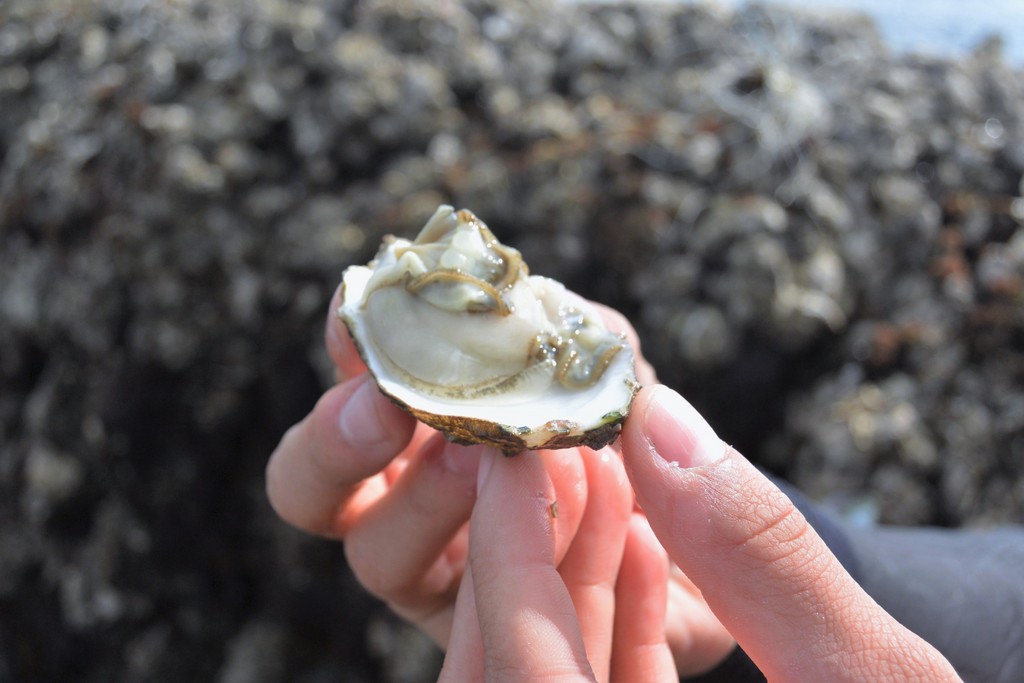 degustation-huitre-oleron