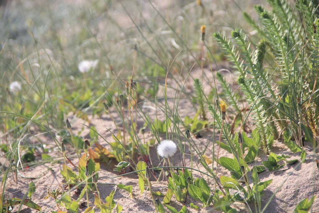 gros-plan-plage-herbe-oleron