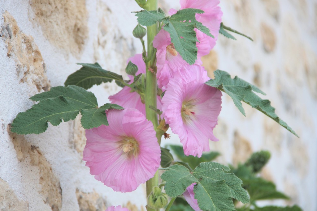 rose-tremiere-village-oleron