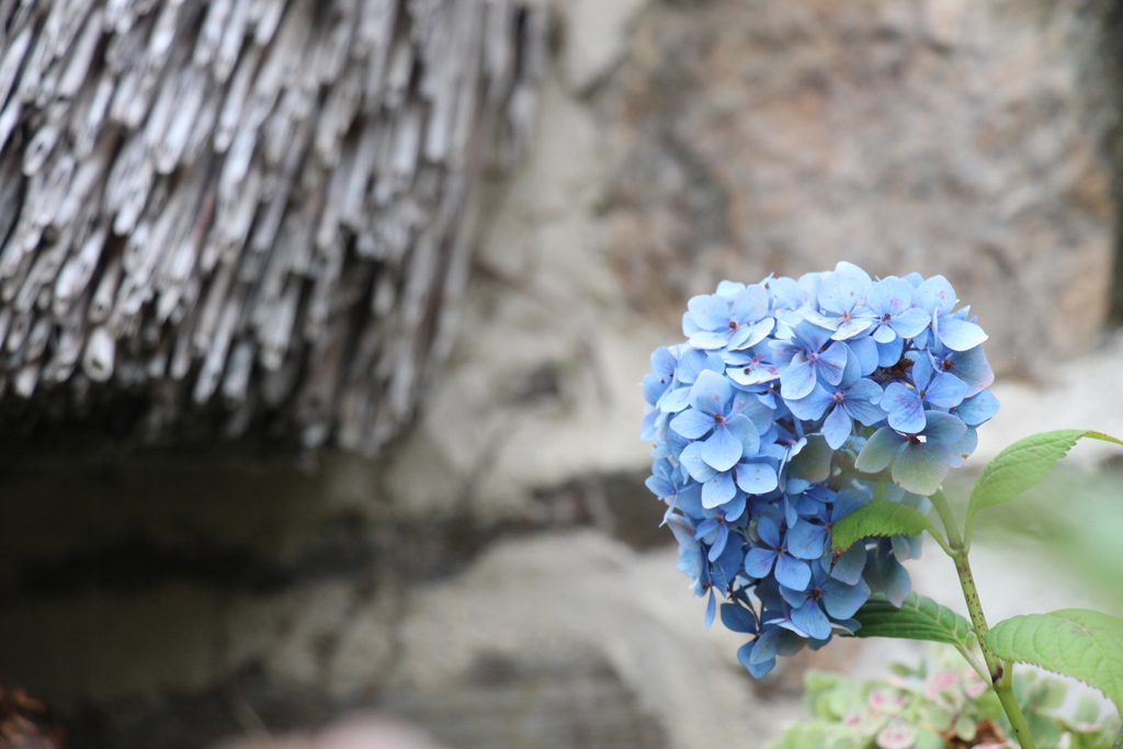 hortensia-bleu-nevez-mylittleroad