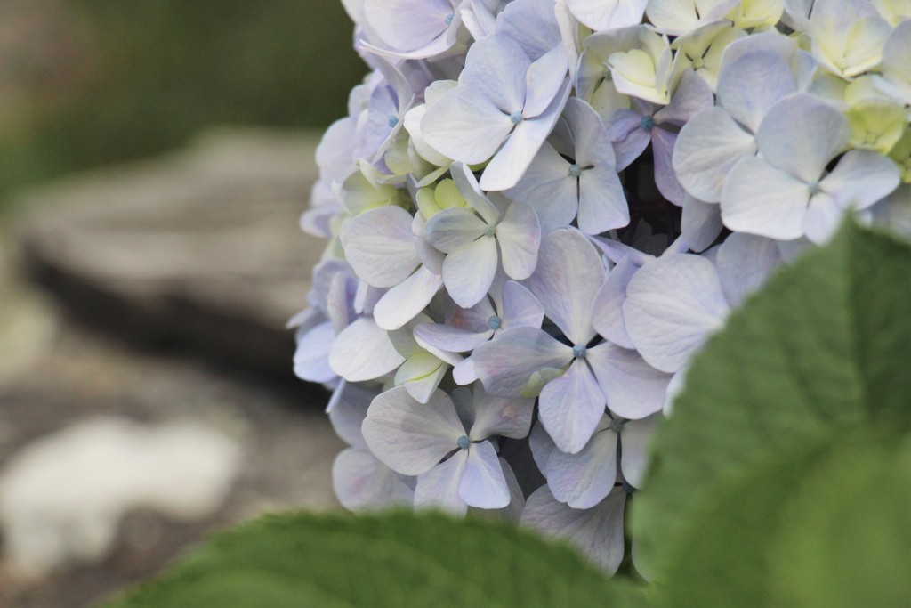 hortensia-violet-nevez-mylittleroad