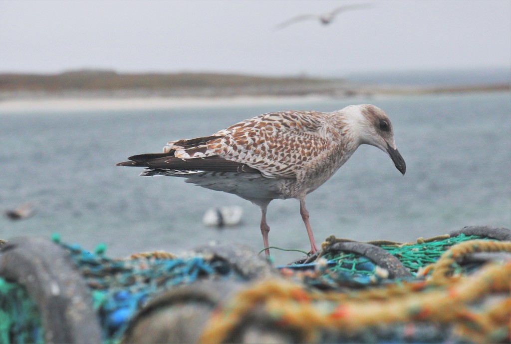 oiseau-filet-glenan-mylittleroad