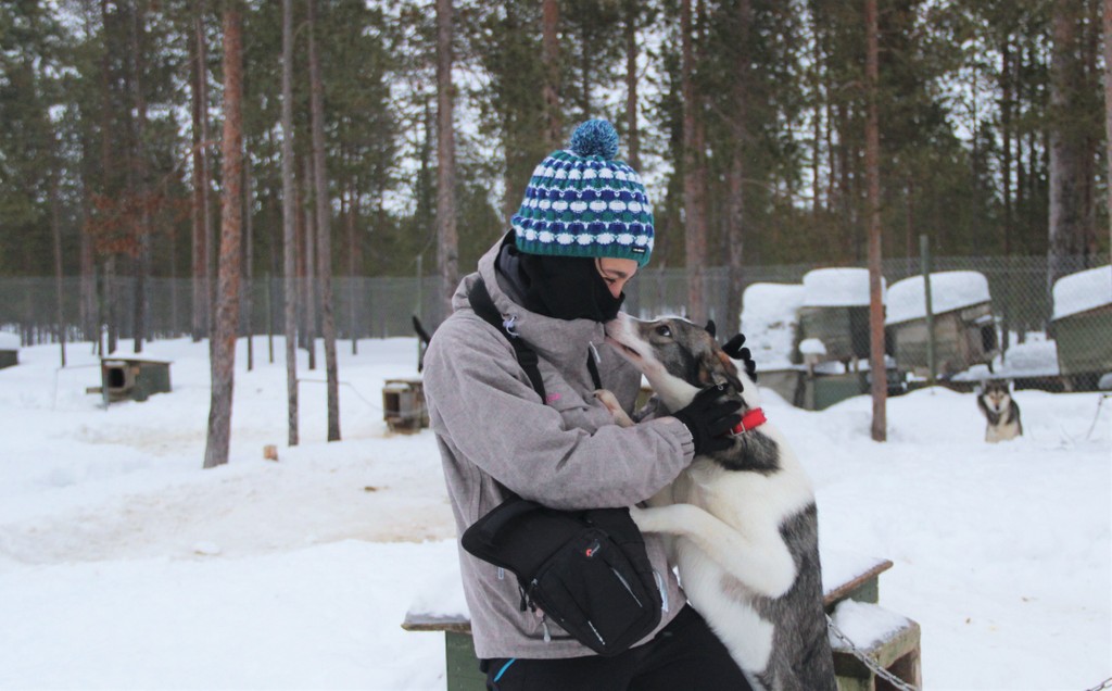 calin-chien-ivalo-laponie-mylittleroad