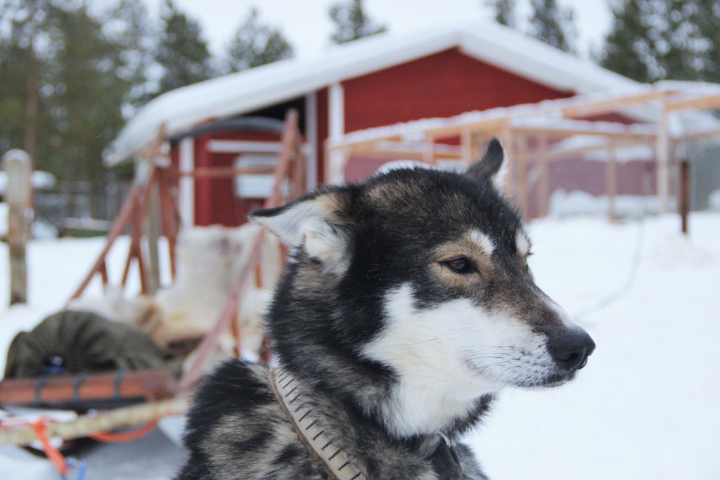 chien-husky-ivalo-laponie-mylittleroad