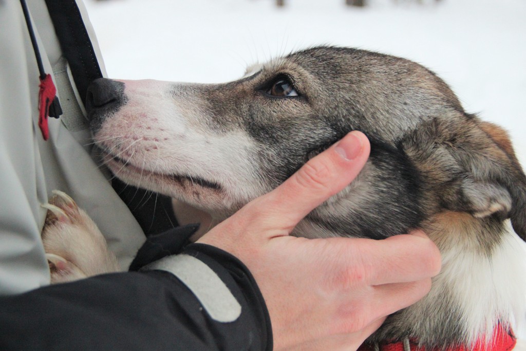 chien-main-ivalo-laponie-mylittleroad