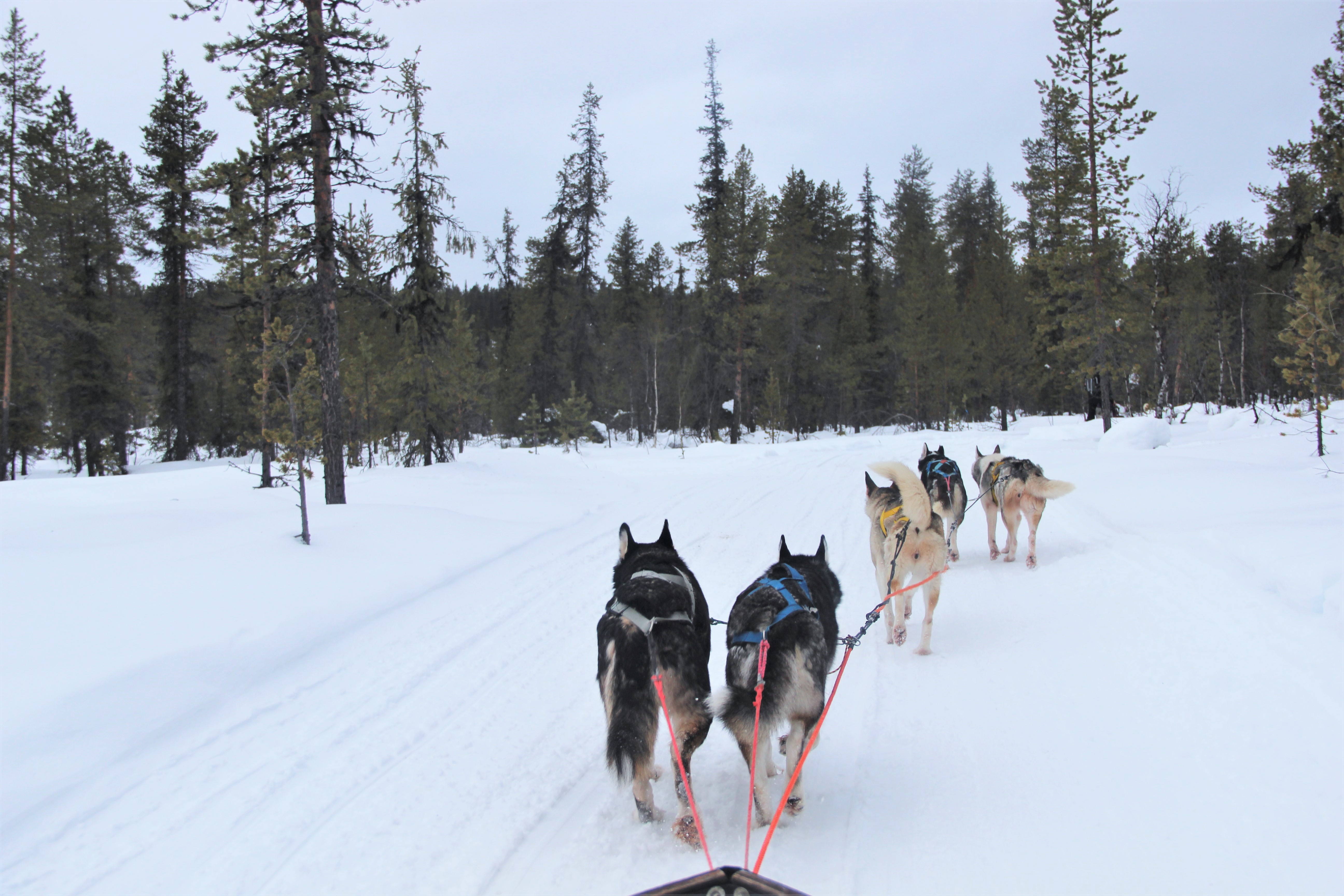 chiens-traineau-kiruna-suede-mylittleroad